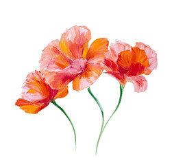 Poppy isolated on white, oil painting