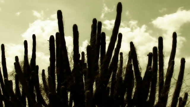 Cactus cloudscape time lapse in Colombia desert, La Guajira