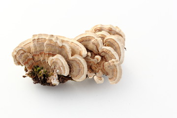 Champignons