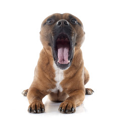 Obraz premium Staffordshire bull terrier