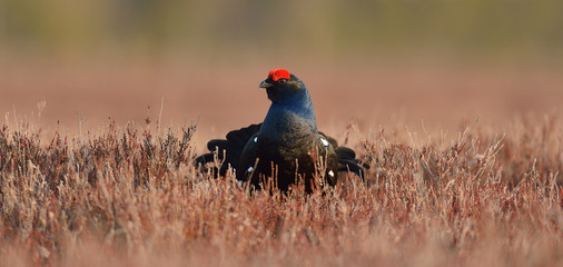 Black grouse