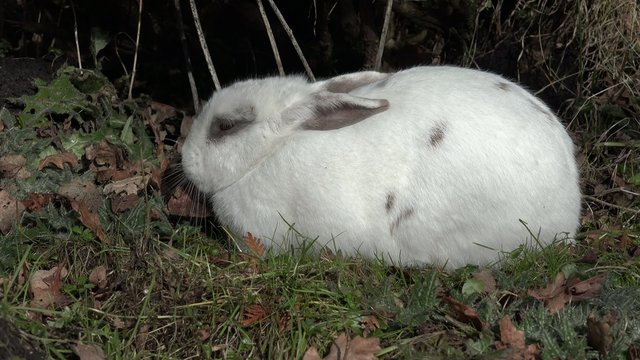 Kaninchen liegt und l&auml;uft davon
