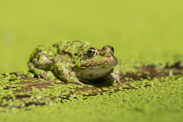 Teichfrosch, Rana esculenta