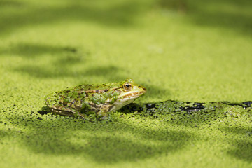 Teichfrosch, Rana esculenta