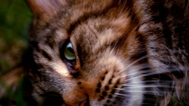 Maine Coon black tabby cat with green eye on grass. Macro video