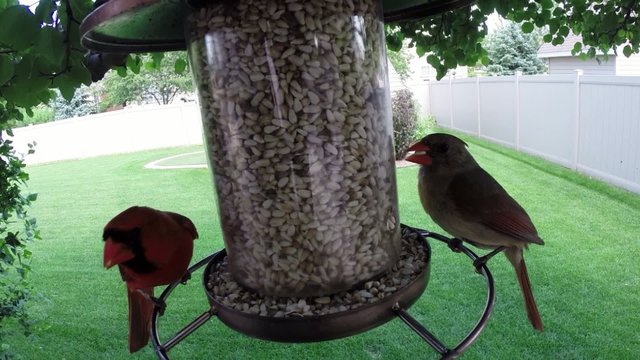 Red Northern cardinal birds eating seed from feeder
