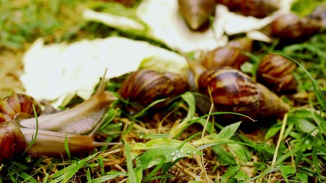 Closeup of many crawling, loving and eating Snails in the grass