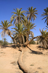 Obraz na płótnie Canvas bouquet de palmiers