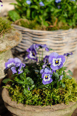 blaue Hornveilchen im Topf