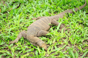 Bengal monitor