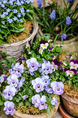 Frühlingsblumen im Topf