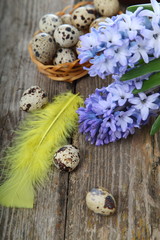 Easter composition with quail eggs and hyacinth