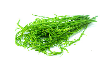 climbing wattle or acacia pennata vegetables eat leaves