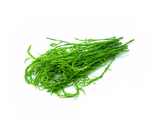 climbing wattle or acacia pennata vegetables eat leaves