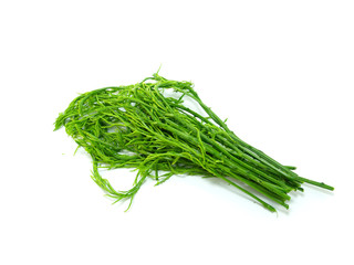 climbing wattle or acacia pennata vegetables eat leaves