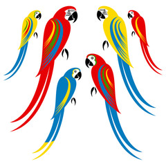 Obraz premium Macaw