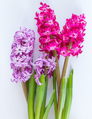 Violet and Pink Hyacinth flowers