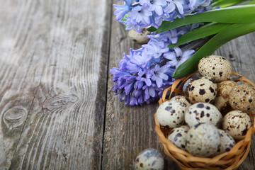 Easter composition with quail eggs and hyacinth