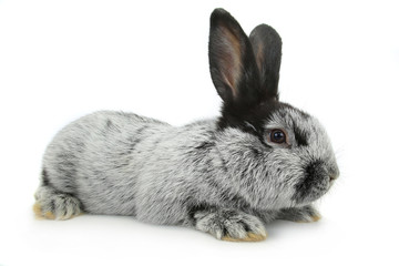 gray rabbit