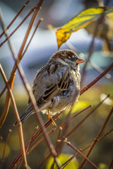 Sparrow in the sun