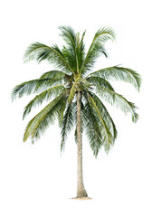 coconut tree