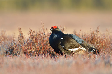 Black grouse in the sun