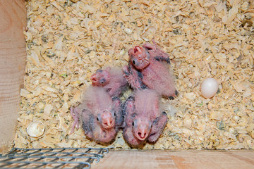 Cockatiel hatchlings in a nest box - obrazy, fototapety, plakaty