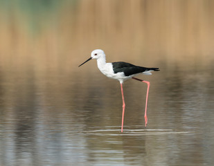 Black-winged Stilt