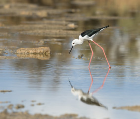 Black-winged Stilt