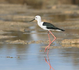 Black-winged Stilt