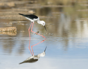 Black-winged Stilt