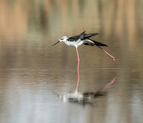 Black-winged Stilt