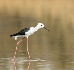 Black-winged Stilt