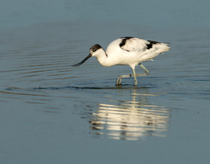 Avocet