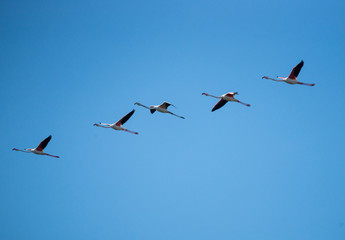 Flock of Greater Flamingos in Flight