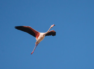 Greater Flamingo in Flight