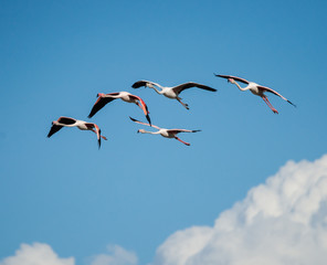 Flock of Greater Flamingos in Flight