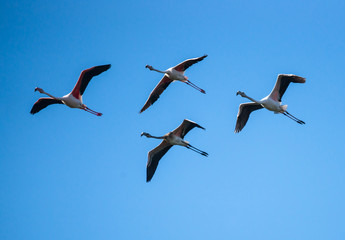 Flock of Greater Flamingos in Flight