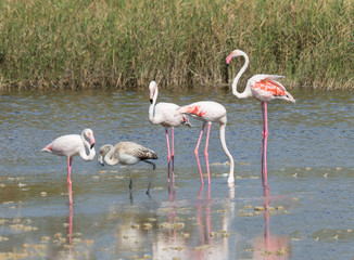 Greater Flamingos
