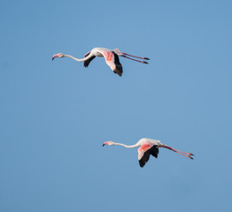 Fototapeta premium Greater Flamingos in Flight