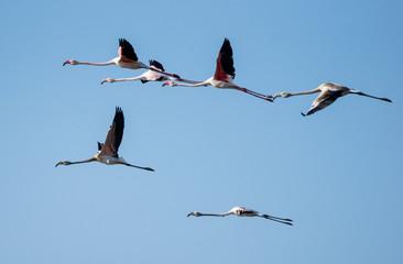Flock of Greater Flamingos in Flight