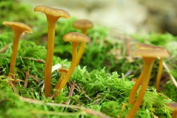 Chanterelles en tube