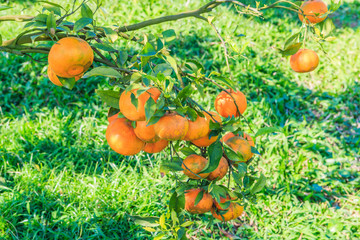 Organic orange tree at the farm