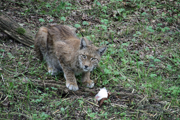 Luchs beim Fressen einer Taube