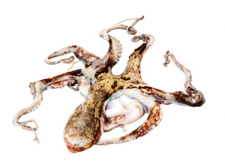 Fresh octopus