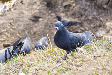Pigeon shows its tongue