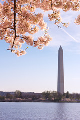 A peak of cherry blossom at Tidal Basin in Washington DC, USA