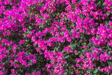 Pink Flowers Background