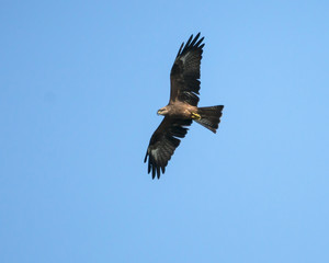 Black Kite Bird in flight