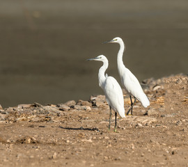 Little Egrets